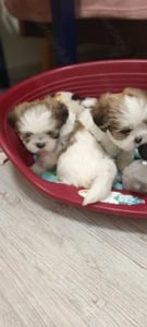 Lhasa apso kiskutya  - kép 2