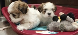 Lhasa apso kiskutya  - kép 4