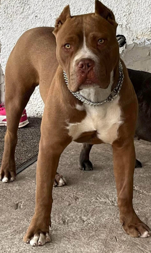 Xxl bully szuka kan eladó Szuka TÜZEL 1x volt kölyke 11  - kép 2