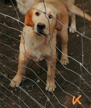 Golden retriever kölykök 