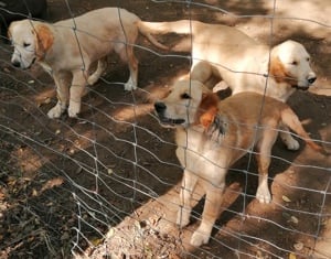 Golden retriever kölykök  - kép 6