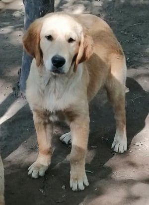 Golden retriever kölykök  - kép 8