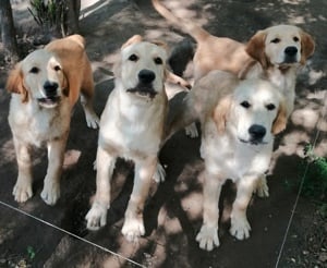 Golden retriever kölykök  - kép 12