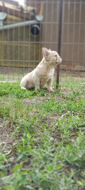 Francia bulldog szuka  - kép 7