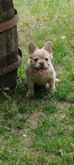 Francia bulldog szuka  - kép 2