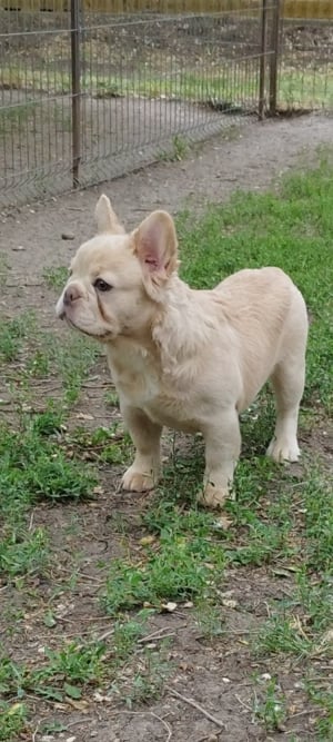 Francia bulldog szuka  - kép 6