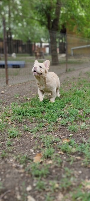 Francia bulldog szuka  - kép 5