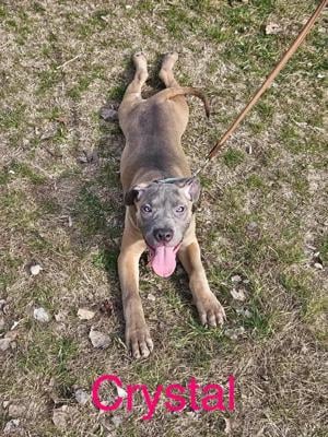 Cane Corso növendék kutyák  - kép 3