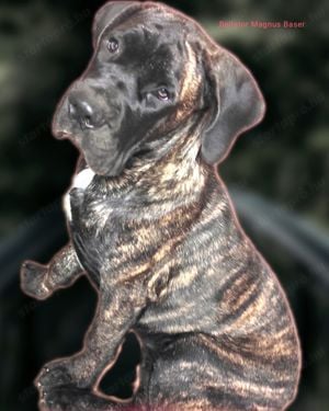 Törzskönyves Cane Corso fiúcska 5honapos