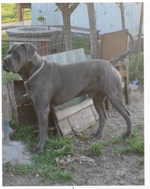 Törzskönyves Cane Corso fiúcska 5honapos - kép 6