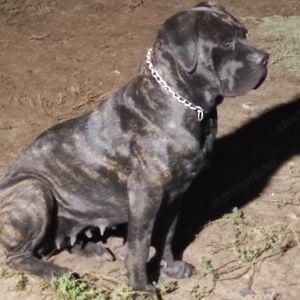 Törzskönyves Cane Corso fiúcska 5honapos - kép 3