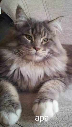 Maine coon keverék kiscicák eladók - kép 8