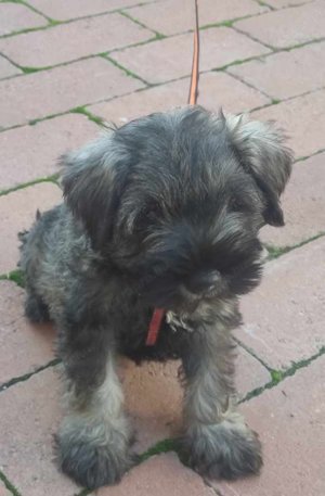 Töroe schnauzer kisfiú  - kép 4