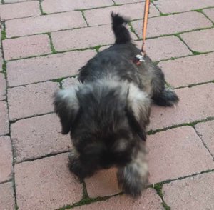 Töroe schnauzer kisfiú  - kép 2