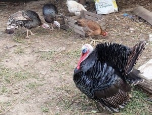 Eladó Pulykakakas, fekete babos, 1 éves - kép 2