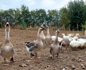 Eladó Liba, Hortobágyi Magyar Liba, Szürke Bütykös Liba, Fehér Magyar Kacsa - kép 4