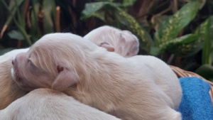 Eladó törzskönyves golden retriever kiskutyák! :) - kép 3