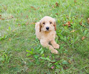 Goldendoodle kutyusok  - kép 7