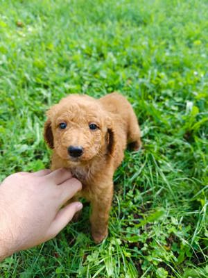 Goldendoodle kutyusok  - kép 4