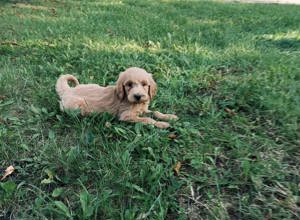 Goldendoodle kutyusok  - kép 6