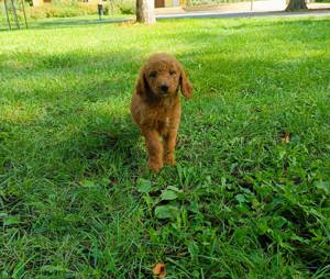 Goldendoodle kutyusok  - kép 8