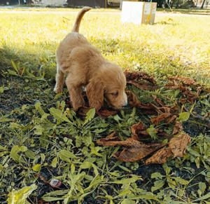 Goldendoodle kutyusok  - kép 3