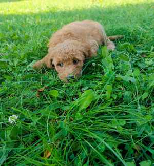 Goldendoodle kutyusok  - kép 13