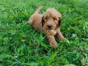 Goldendoodle kutyusok  - kép 9