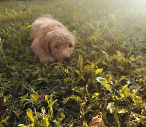 Goldendoodle kutyusok  - kép 14