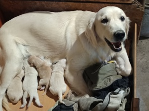Golden retriever kiskutyák