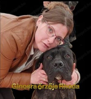 Törzskönyves Cane Corso fiúcska 5honapos - kép 5