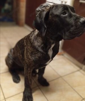 Törzskönyves Cane Corso fiúcska 5honapos - kép 2