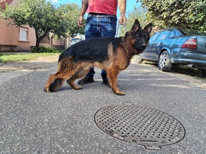 Eladó Németjuhász  - kép 4