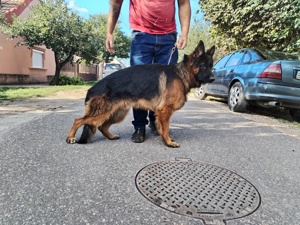 Eladó Németjuhász  - kép 5