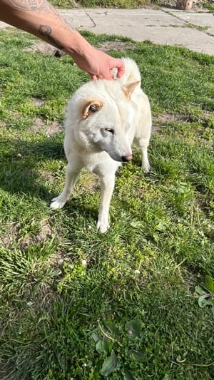 Japán Akita Inu Kan eladó - kép 6