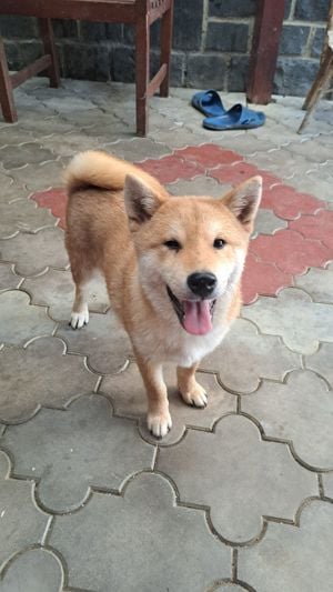 Shiba-inu kisfiú keresi új családját! - kép 2