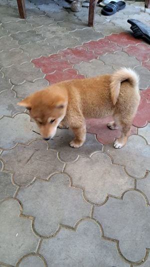 Shiba-inu kisfiú keresi új családját! - kép 4