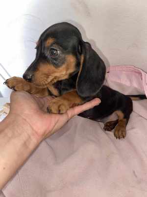 Tacsi kutyusok eladó - kép 2