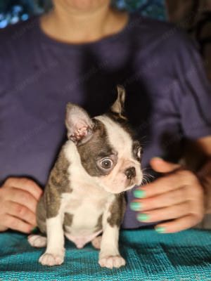 Boston terrier kisfiú  - kép 2