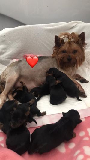 gyönyörü szép Yorkshire terrier kiskutyák - kép 2