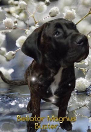 Törzskönyves Cane Corso fiúcska 5honapos - kép 4