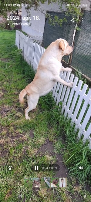 Labrador kölyök kutyusok szerető gazdit keresnek. - kép 16