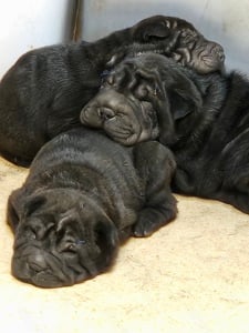 Shar pei fiúk