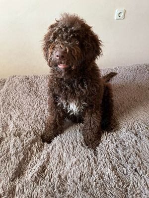 Lagotto Romagonolo - kép 7