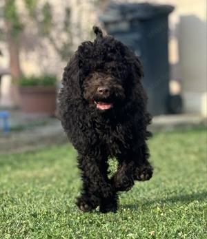 Lagotto Romagonolo - kép 5