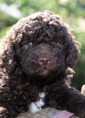 Lagotto kiskutyák 