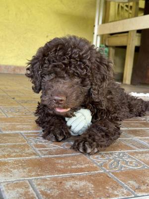 Lagotto Romagonolo - kép 2