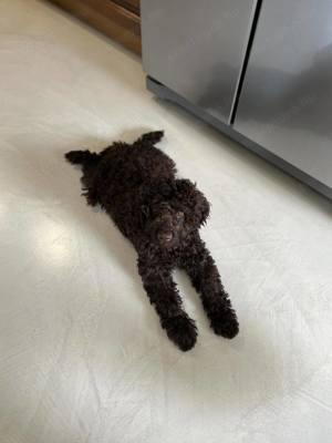 Lagotto Romagonolo - kép 4