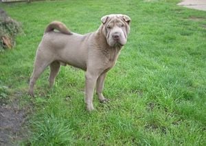 Shar Pei kan Fedez.