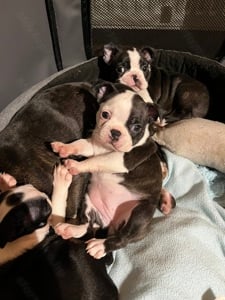 Eladó Boston terrier kölykök  - kép 6